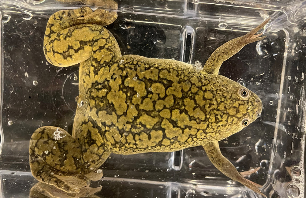 The Power of Frogs: National Xenopus Resource at MBL Receives